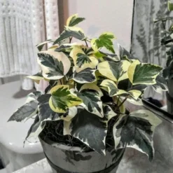 Variegated Algerian Ivy (Hedera Algeriensis 'Gloire De Marengo') - 18 Pack Of Pint Pots -Garden Supplies Sales 2024 Ivy Variegated Algerian 5 1