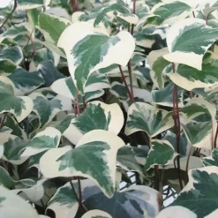 Variegated Algerian Ivy (Hedera Algeriensis 'Gloire De Marengo') - 18 Pack Of Pint Pots -Garden Supplies Sales 2024 Ivy Variegated Algerian 500x750 2