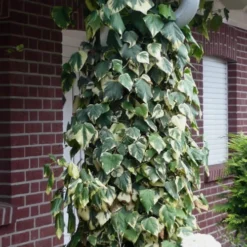 Variegated Algerian Ivy (Hedera Algeriensis 'Gloire De Marengo') - 6 Pack Of Pint Pots -Garden Supplies Sales 2024 Ivy Variegated Algerian 6