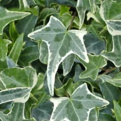 Variegated Needlepoint Ivy (Hedera Helix) - 10 Pack Of Pint Pots