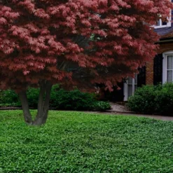 Asian Jasmine - Asiatic Jasmine - 18 Count Flat Of Pint Pots 14 Asian Jasmine - Asiatic Jasmine - 18 Count Flat Of Pint Pots -Garden Supplies Sales 2024 Jasmine Asian 21 3