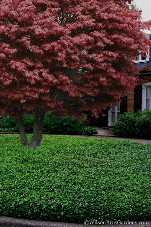 Asian Jasmine - Asiatic Jasmine - 18 Count Flat Of Pint Pots 6 Asian Jasmine - Asiatic Jasmine - 18 Count Flat Of Pint Pots - Image 6