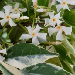 Variegated Confederate Jasmine - Trachelospermum Jasminoides - 1 Gallon Pot -Garden Supplies Sales 2024 Jasmine Confederate Variegated Flowers 2