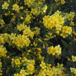 Duet Yellow Jasmine (Jessamine) - 3 Gallon Pot -Garden Supplies Sales 2024 Jasmine Duet 5 1