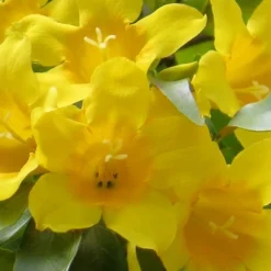 Duet Yellow Jasmine (Jessamine) - 3 Gallon Pot