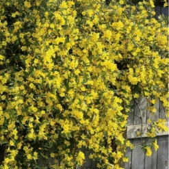 Duet Yellow Jasmine (Jessamine) - 3 Gallon Pot -Garden Supplies Sales 2024 Jasmine Duet 8 1