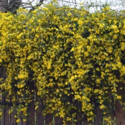 Duet Yellow Jasmine (Jessamine) - 3 Gallon Pot -Garden Supplies Sales 2024 Jasmine Duet On Fence 1