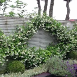 Madison Confederate Jasmine - 6 Pack Of 1 Gallon Pots -Garden Supplies Sales 2024 Jasmine Madison 12 3