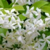Madison Confederate Jasmine - 2 Gallon Pot
