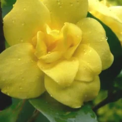 Pride Of Augusta Double Flowering Carolina Jasmine - 3 Gallon Pot