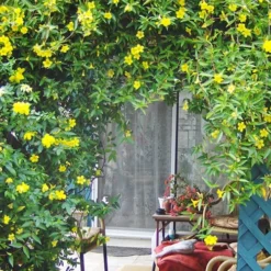 Pride Of Augusta Double Flowering Carolina Jasmine - 3 Gallon Pot -Garden Supplies Sales 2024 Jasmine Pride Of Augusta 2 1