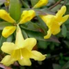 Swamp Carolina Jasmine (Jessamine) - Gelsemium Rankinii - 2 Gallon Pot