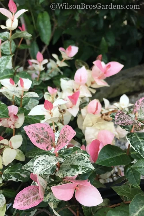 Snow N Summer Asiatic Jasmine - 6 Pack Of 1 Gallon Pots 4 Snow N Summer Asiatic Jasmine - 6 Pack Of 1 Gallon Pots - Image 4