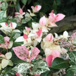 Snow N Summer Asiatic Jasmine - 1 Gallon Pot -Garden Supplies Sales 2024 Jasmine Snow n Summer 20