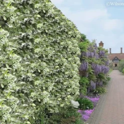 Variegated Confederate Jasmine - Trachelospermum Jasminoides - 6 Pack Of 1 Gallon Pots -Garden Supplies Sales 2024 Jasmine Variegated Confederate 11 1