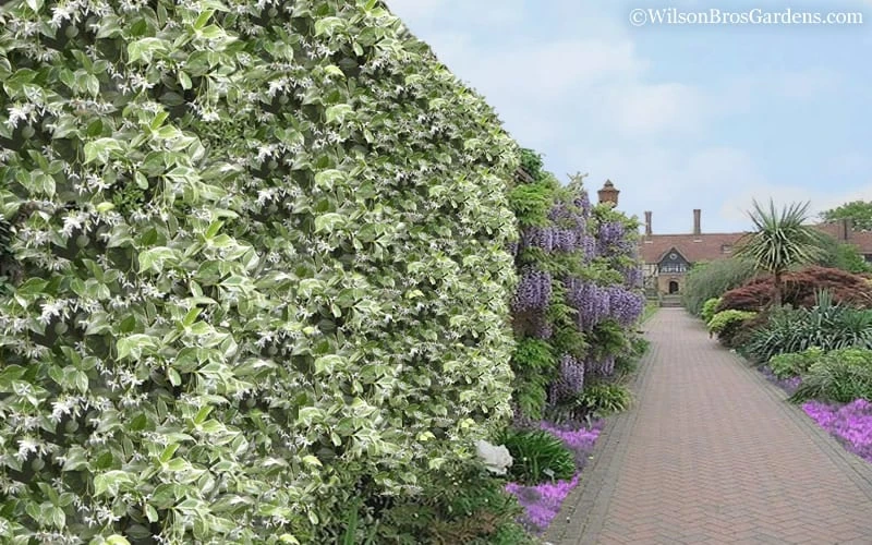 Variegated Confederate Jasmine - Trachelospermum Jasminoides - 3 Gallon Pot 6 Variegated Confederate Jasmine - Trachelospermum Jasminoides - 3 Gallon Pot - Image 6