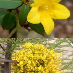 Swamp Carolina Jasmine (Jessamine) - Gelsemium Rankinii - 2 Gallon Pot -Garden Supplies Sales 2024 Jasmine rankinii Swamp Jessamine 1
