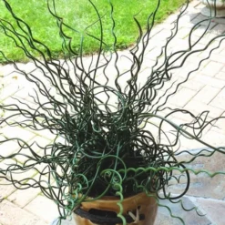 Big Twister Giant Corkscrew Rush (Juncus Effusus) - 1 Gallon Pot -Garden Supplies Sales 2024 Juncus Big Twister 10