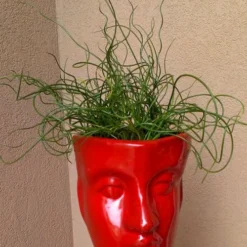 Big Twister Giant Corkscrew Rush (Juncus Effusus) - 1 Gallon Pot -Garden Supplies Sales 2024 Juncus Big Twister 11