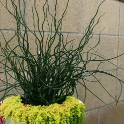 Big Twister Giant Corkscrew Rush (Juncus Effusus) - 1 Gallon Pot -Garden Supplies Sales 2024 Juncus Big Twister 12