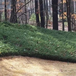 Blue Pacific Juniper - 1 Gallon Pot -Garden Supplies Sales 2024 Juniper Blue Pacific 1