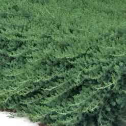 Blue Pacific Juniper - 6-Pack Of 1 Gallon Pots -Garden Supplies Sales 2024 Juniper Blue Pacific 11