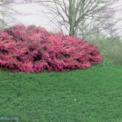 Blue Pacific Juniper - 1 Gallon Pot -Garden Supplies Sales 2024 Juniper Blue Pacific 16 1