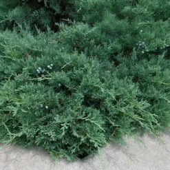 Blue Sargent Juniper - 3 Gallon Pot -Garden Supplies Sales 2024 Juniper Blue Sargent 2 1