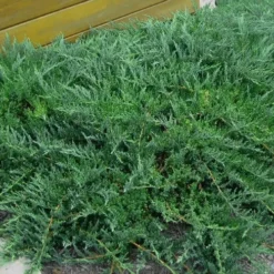 Blue Sargent Juniper - 1 Gallon Pot -Garden Supplies Sales 2024 Juniper Blue Sargent Rev