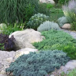 Blue Star Juniper - 1 Gallon Pot 9 Blue Star Juniper - 1 Gallon Pot -Garden Supplies Sales 2024 Juniper Blue Star 14 3