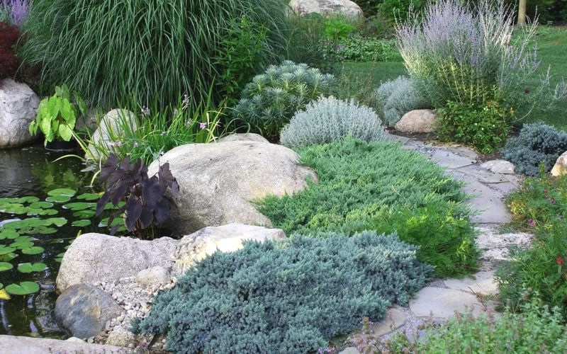 Blue Star Juniper - 1 Gallon Pot 5 Blue Star Juniper - 1 Gallon Pot - Image 5