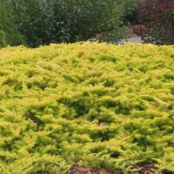 All Gold Golden Pacific Juniper - 6 Pack Of 1 Gallon Pots 14 All Gold Golden Pacific Juniper - 6 Pack Of 1 Gallon Pots -Garden Supplies Sales 2024 Juniper Golden Pacific 1 2