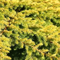 All Gold Golden Pacific Juniper - 3 Gallon Pot 12 All Gold Golden Pacific Juniper - 3 Gallon Pot -Garden Supplies Sales 2024 Juniper Golden Pacific 10