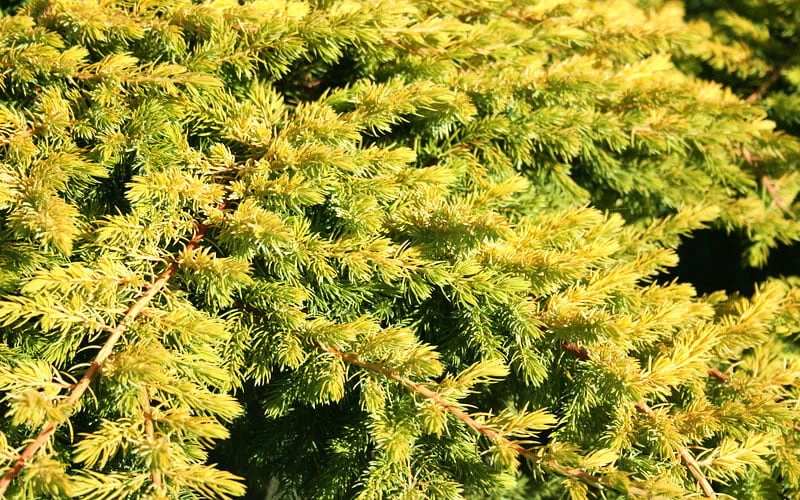All Gold Golden Pacific Juniper - 3 Gallon Pot 6 All Gold Golden Pacific Juniper - 3 Gallon Pot - Image 6
