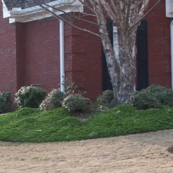 Green Mound Juniper - 6-Pack Of 1 Gallon Pots -Garden Supplies Sales 2024 Juniper Green Mound