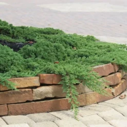 Green Mound Juniper - 1 Gallon Pot -Garden Supplies Sales 2024 Juniper Green Mound 4 2