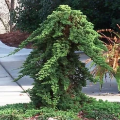 Green Mound Juniper - 6-Pack Of 1 Gallon Pots -Garden Supplies Sales 2024 Juniper Green Mound Staked