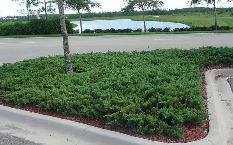 Parsons Juniper - Juniperus Davurica 'Parsonii' - 1 Gallon Pot 6 Parsons Juniper - Juniperus Davurica 'Parsonii' - 1 Gallon Pot - Image 6