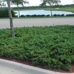 Parsons Juniper - Juniperus Davurica 'Parsonii' - 6 Pack Of 1 Gallon Pots -Garden Supplies Sales 2024 Juniper Parsons 5