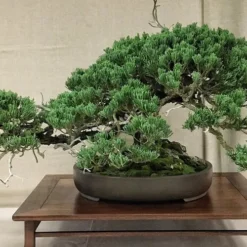 Parsons Juniper - Juniperus Davurica 'Parsonii' - 1 Gallon Pot 10 Parsons Juniper - Juniperus Davurica 'Parsonii' - 1 Gallon Pot -Garden Supplies Sales 2024 Juniper Parsons Bonsai 1