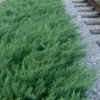 Parsons Juniper - Juniperus Davurica 'Parsonii' - 6 Pack Of 1 Gallon Pots