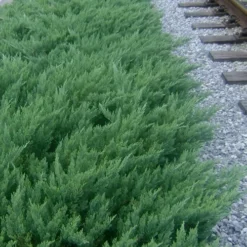 Parsons Juniper - Juniperus Davurica 'Parsonii' - 1 Gallon Pot
