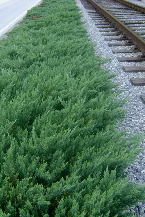 Parsons Juniper - Juniperus Davurica 'Parsonii' - 1 Gallon Pot 1 Parsons Juniper - Juniperus Davurica 'Parsonii' - 1 Gallon Pot