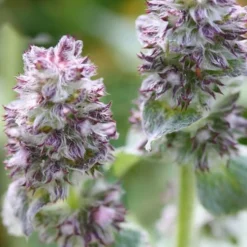 Silky Fleece Dwarf Lambs Ear (Stachys Byzantina) - 5 Pack Of Quarts Pots -Garden Supplies Sales 2024 Lambs Ear Silky Fleece 5 1