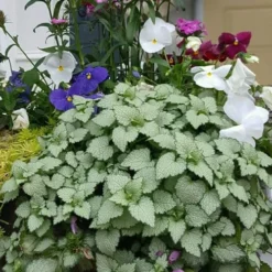 Beacon Silver Lamium - 5 Pack Of Pint Pots -Garden Supplies Sales 2024 Lamium Beacons Silver 2