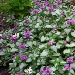 Beacon Silver Lamium - 5 Pack Of Pint Pots -Garden Supplies Sales 2024 Lamium Beacons Silver 3