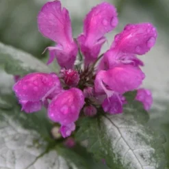 Beacon Silver Lamium - 5 Pack Of Pint Pots -Garden Supplies Sales 2024 Lamium Beacons Silver 4
