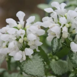 White Nancy Lamium - 5 Pack Of Pint Pots -Garden Supplies Sales 2024 Lamium White Nancy 1