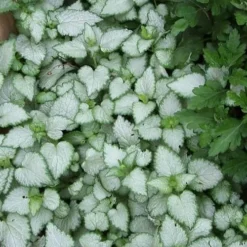 White Nancy Lamium - 5 Pack Of Pint Pots -Garden Supplies Sales 2024 Lamium White Nancy 3