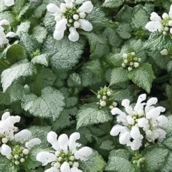 White Nancy Lamium - 5 Pack Of Pint Pots -Garden Supplies Sales 2024 Lamium White Nancy 4